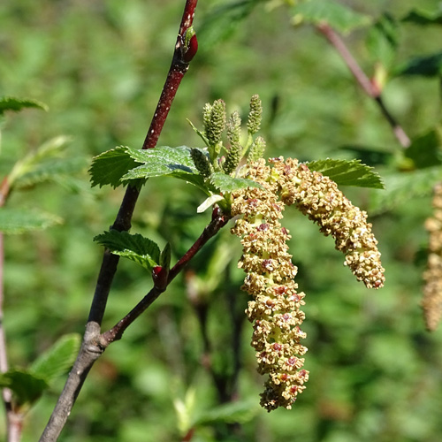 Grün-Erle / Alnus viridis