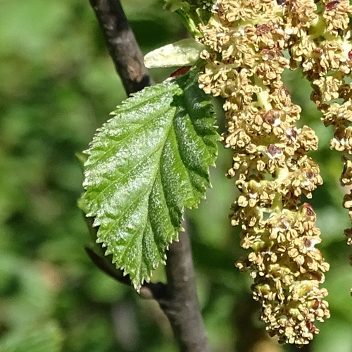 Grün-Erle / Alnus viridis