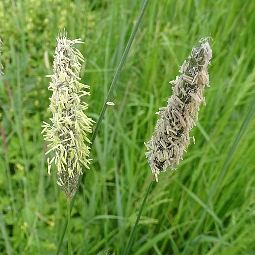 Wiesen-Fuchsschwanz / Alopecurus pratensis