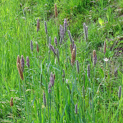 Wiesen-Fuchsschwanz / Alopecurus pratensis