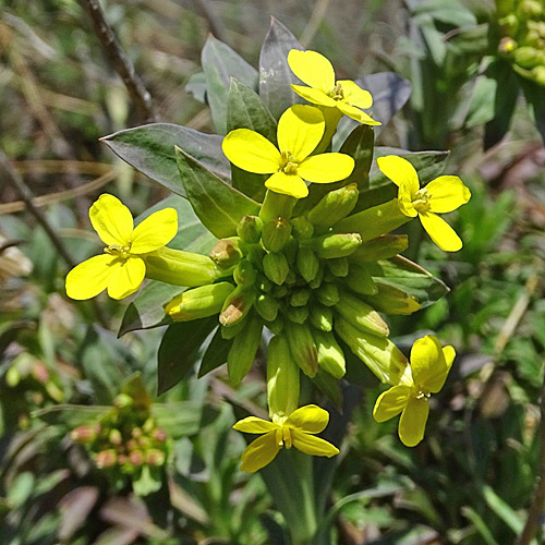 Blasenschötchen / Alyssoides utriculata