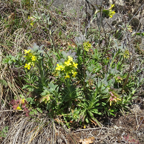 Blasenschötchen / Alyssoides utriculata