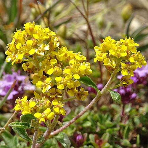 Alpen-Steinkraut / Alyssum alpestre