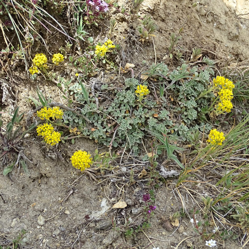 Alpen-Steinkraut / Alyssum alpestre