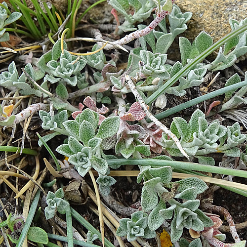 Alpen-Steinkraut / Alyssum alpestre