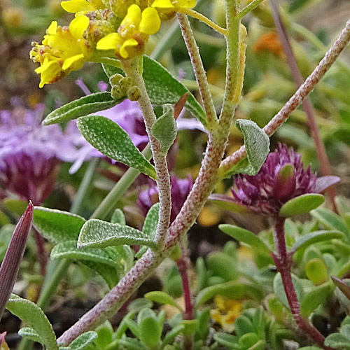 Alpen-Steinkraut / Alyssum alpestre