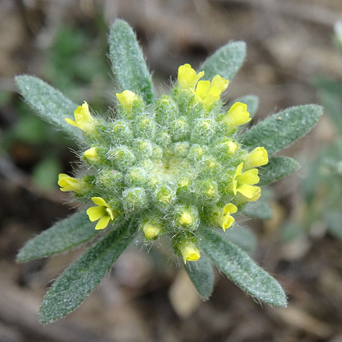 Kelch-Steinkraut / Alyssum alyssoides