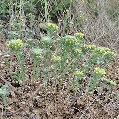 Kelch-Steinkraut / Alyssum alyssoides