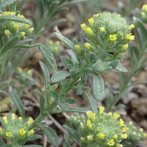 Kelch-Steinkraut / Alyssum alyssoides