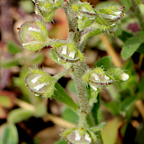 Kelch-Steinkraut / Alyssum alyssoides