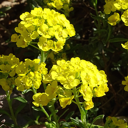 Berg-Steinkraut / Alyssum montanum