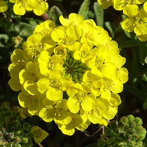 Berg-Steinkraut / Alyssum montanum