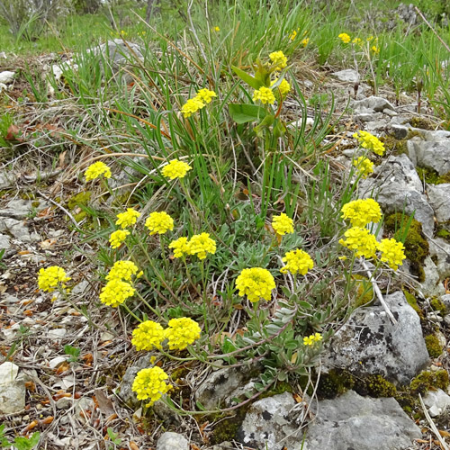 Berg-Steinkraut / Alyssum montanum