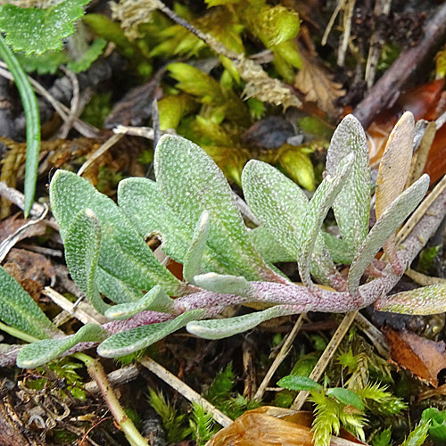 Berg-Steinkraut / Alyssum montanum