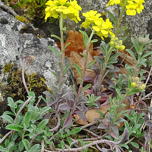 Berg-Steinkraut / Alyssum montanum