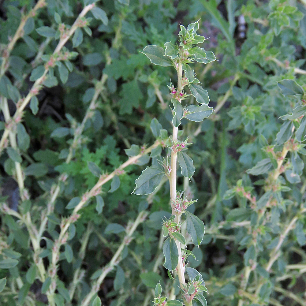 Weisser Amarant / Amaranthus albus (Foto: ©Christian Kaderli) Weisser Amarant / Amaranthus albus