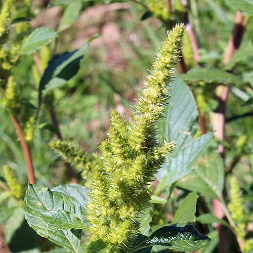 Bouchons Bastard-Amarant / Amaranthus bouchonii