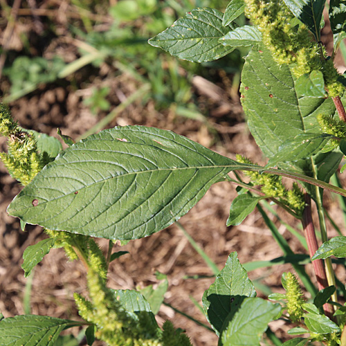 Bouchons Bastard-Amarant / Amaranthus bouchonii