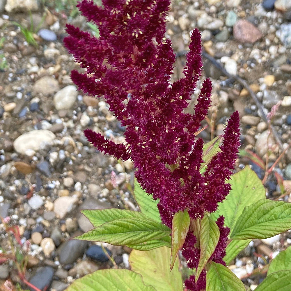 Blutroter Bastard-Amarant / Amaranthus cruentus