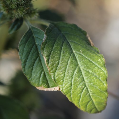 Zurückgekrümmter Amarant / Amaranthus retroflexus