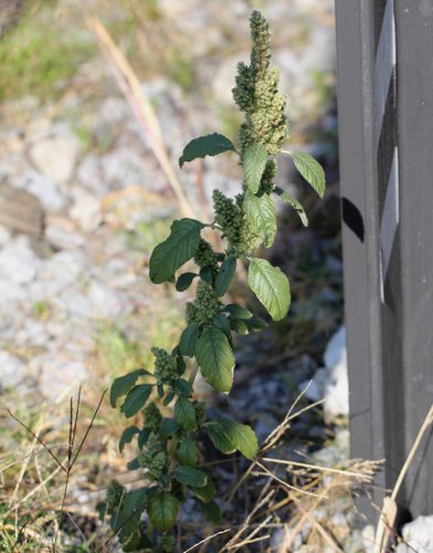 Zurückgekrümmter Amarant / Amaranthus retroflexus