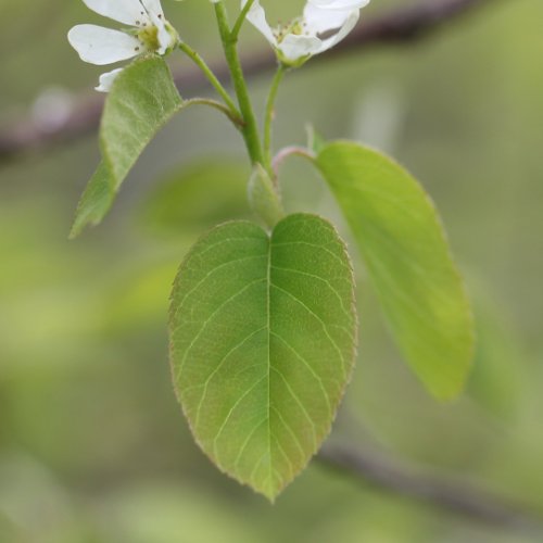 Felsenmispel / Amelanchier ovalis