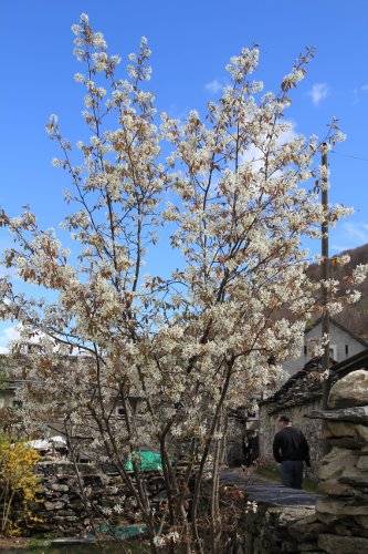 Felsenmispel / Amelanchier ovalis