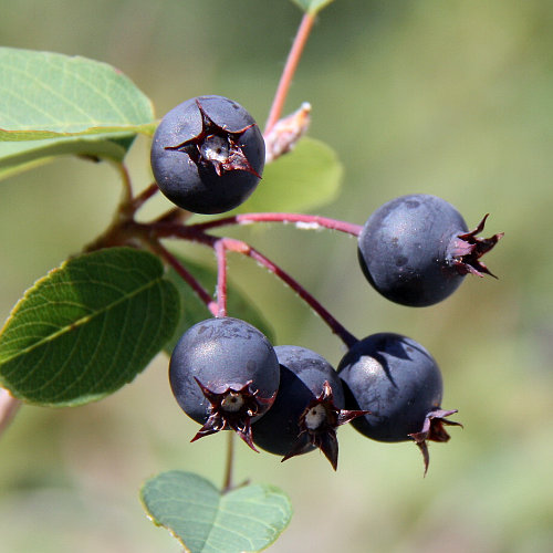 Felsenmispel / Amelanchier ovalis