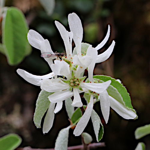 Felsenmispel / Amelanchier ovalis