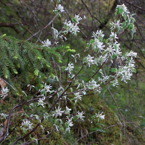 Felsenmispel / Amelanchier ovalis