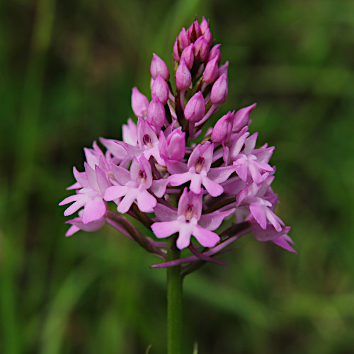 Spitzorchis / Anacamptis pyramidalis