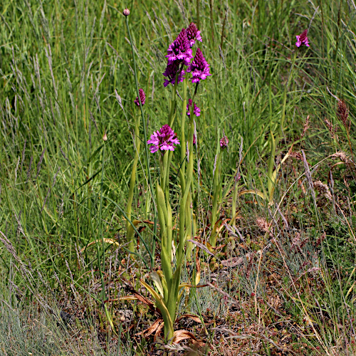 Spitzorchis / Anacamptis pyramidalis