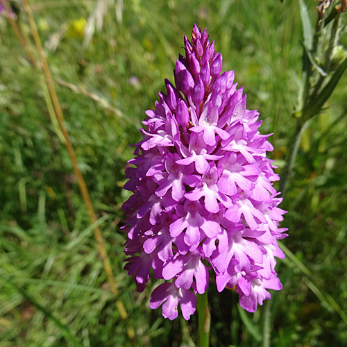 Spitzorchis / Anacamptis pyramidalis