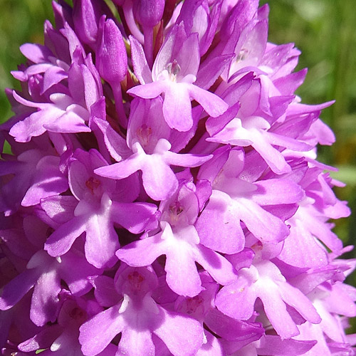 Spitzorchis / Anacamptis pyramidalis