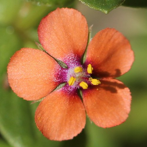 Acker-Gauchheil / Anagallis arvensis