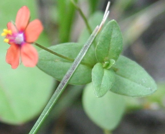 Acker-Gauchheil / Anagallis arvensis