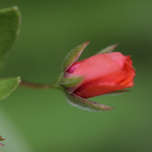 Acker-Gauchheil / Anagallis arvensis