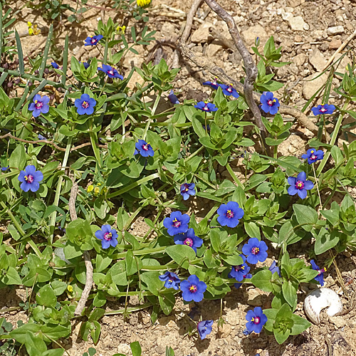 Acker-Gauchheil / Anagallis arvensis