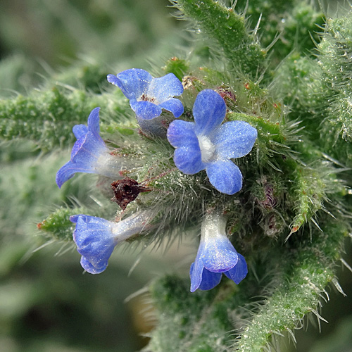 Krummhals / Anchusa arvensis