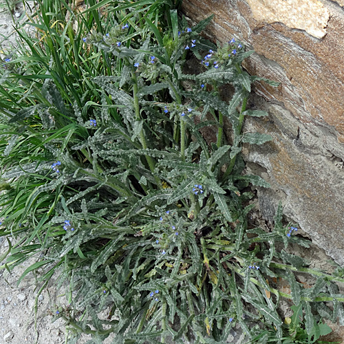 Krummhals / Anchusa arvensis