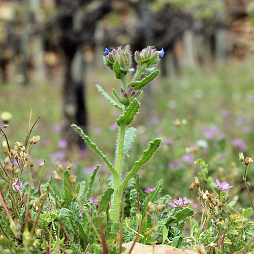 Krummhals / Anchusa arvensis