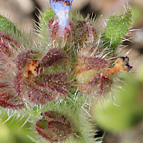 Krummhals / Anchusa arvensis