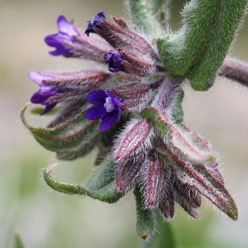 Gewöhnliche Ochsenzunge / Anchusa officinalis