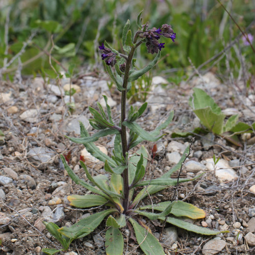 Gewöhnliche Ochsenzunge / Anchusa officinalis