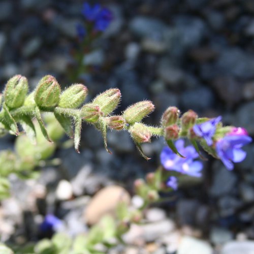 Gewöhnliche Ochsenzunge / Anchusa officinalis