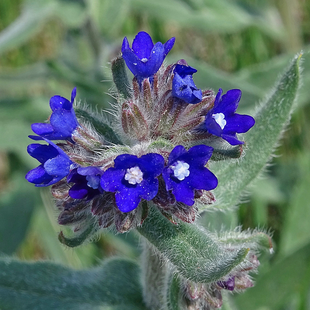 Gewöhnliche Ochsenzunge / Anchusa officinalis