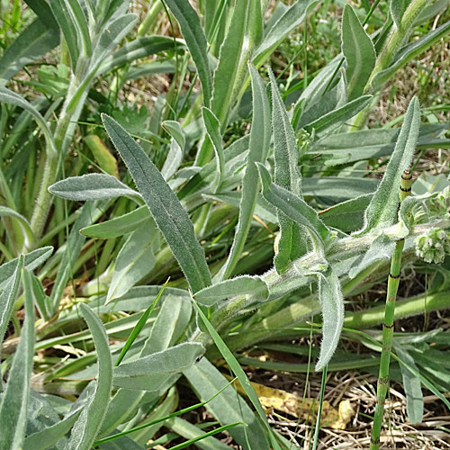 Gewöhnliche Ochsenzunge / Anchusa officinalis