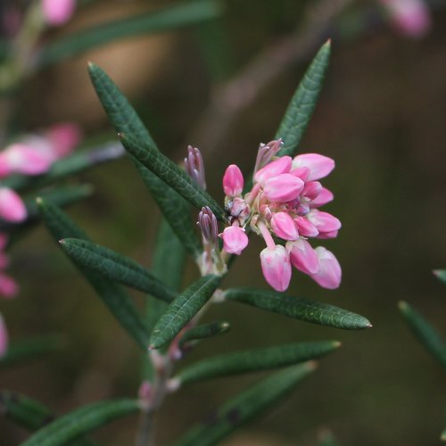 Rosmarinheide / Andromeda polifolia