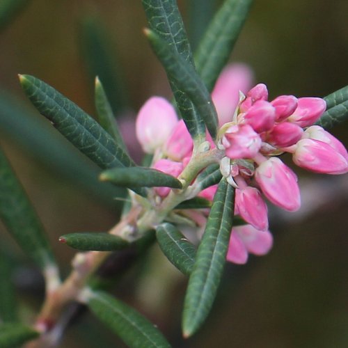 Rosmarinheide / Andromeda polifolia