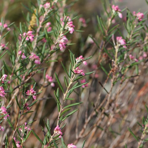 Rosmarinheide / Andromeda polifolia